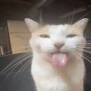 Meet your Posher, Adrian